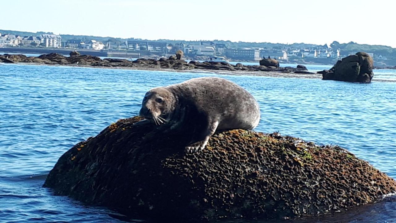 Studio Face A La Mer Concarneau Exteriör bild